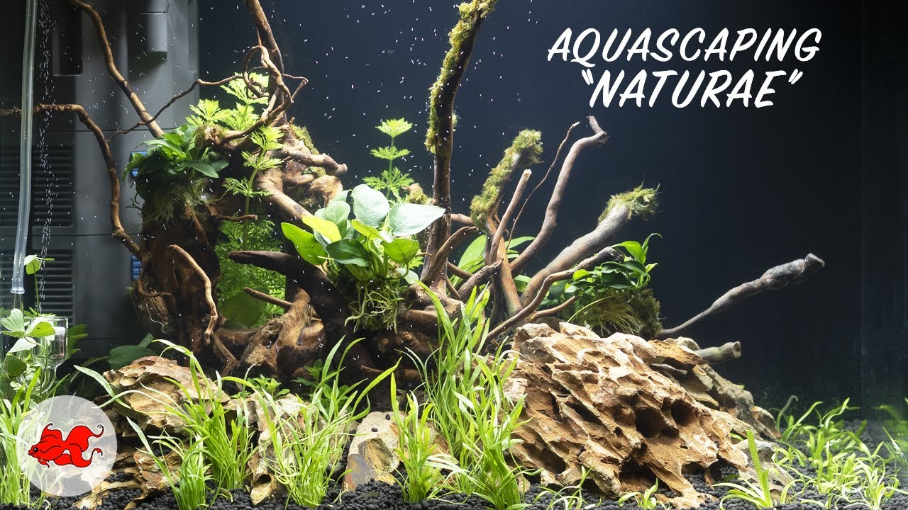 Aquascaping 