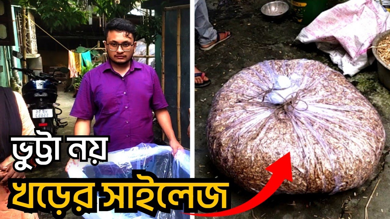 খড়ের সাইলেজ তৈরির নিয়ম || ধানের খড় থেকে সাইলেজ পদ্ধতি || আধুনিক পদ্ধতিতে ধানের সাইলেজ তৈরি ||