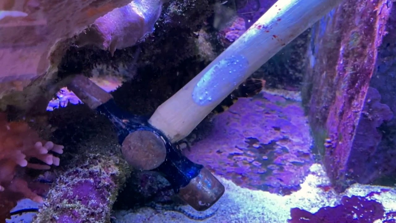 Fragging Montipora capricornis