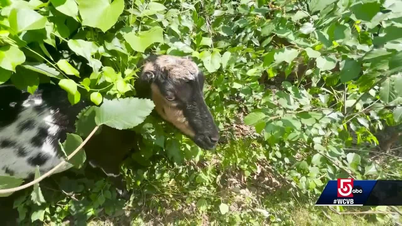 'Eating machines;' Mass. goats on poison ivy patrol