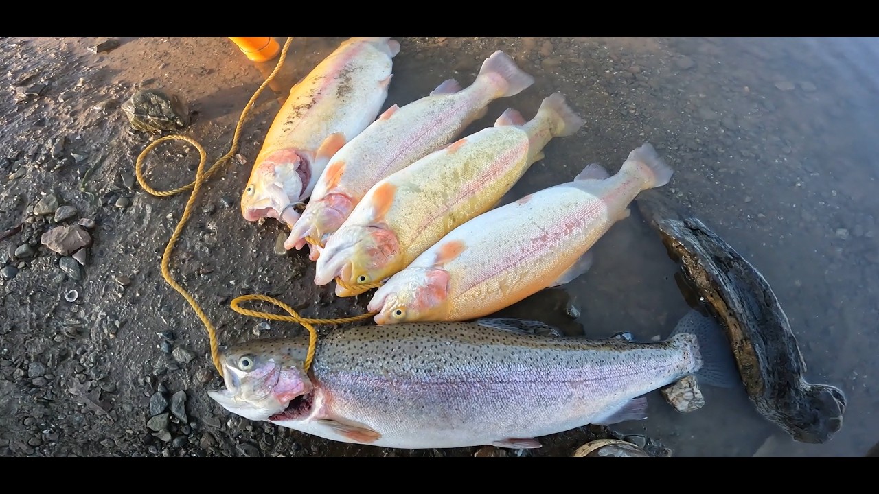 Lake Del Valle Fishing Walk the Shore Till Limit