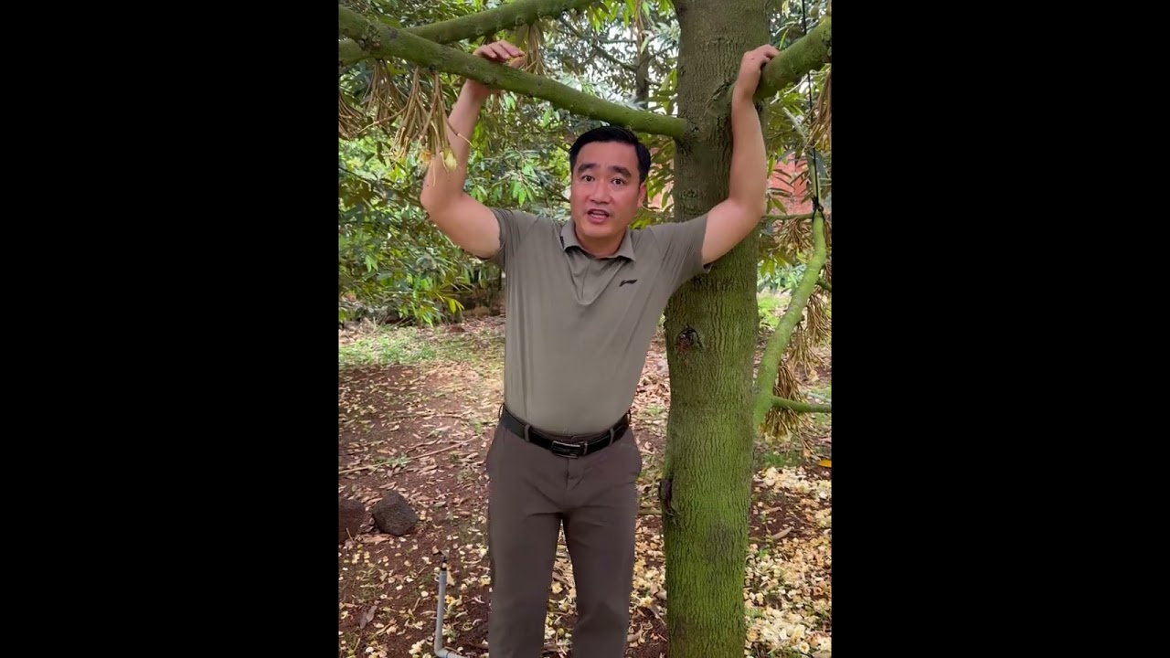 XỔ NHỤY GẶP MƯA VẪN ĐEO TRÁI | HÓA NÔNG KIM NGUYÊN