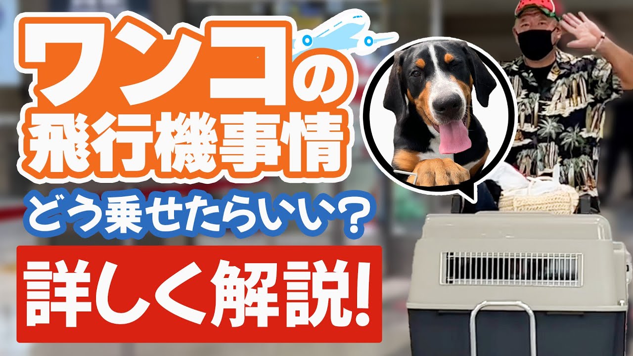ペットと飛行機に乗る時にやるべきことリスト４つ！実際にワンコと飛行機に乗ってきました！