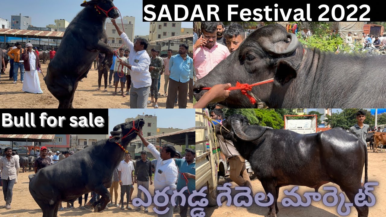ERRAGADDA BUFFALO MARKET ఎర్రగడ్డ గేదెల మార్కెట్ లో ఈ వారం sadarbull for sale sadar2022