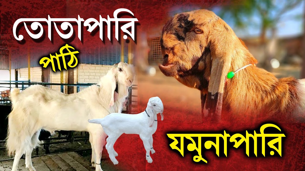 Jamnapari & Totapari Goat Sold Out to Kharagpur