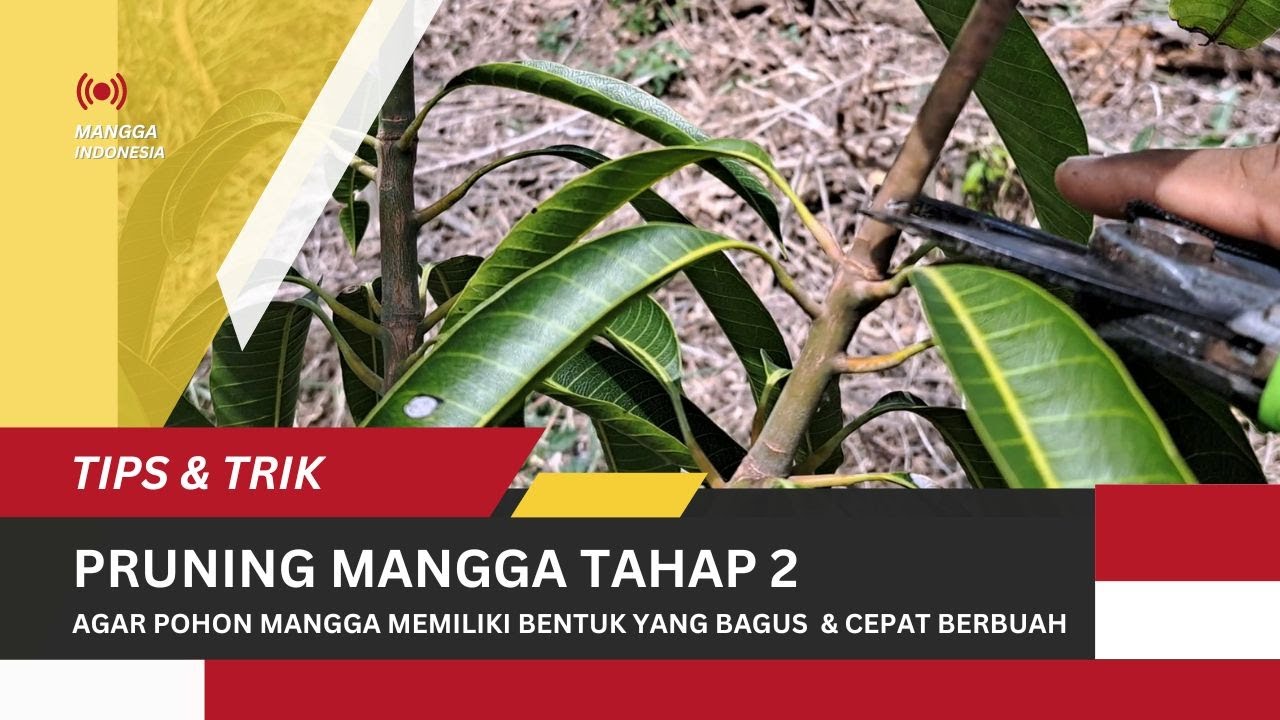 Cara Pruning Mangga Tahap Kedua