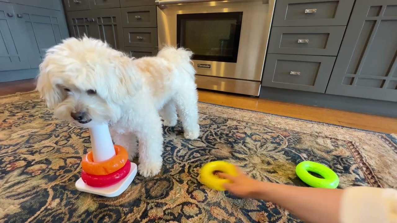 Butters AKC Tricks Video  - Performer (10 tricks)