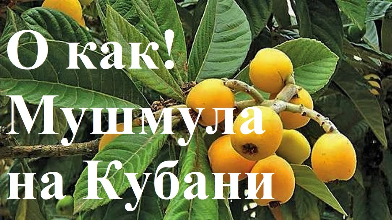 №112 Мушмула Японская на Кубани.