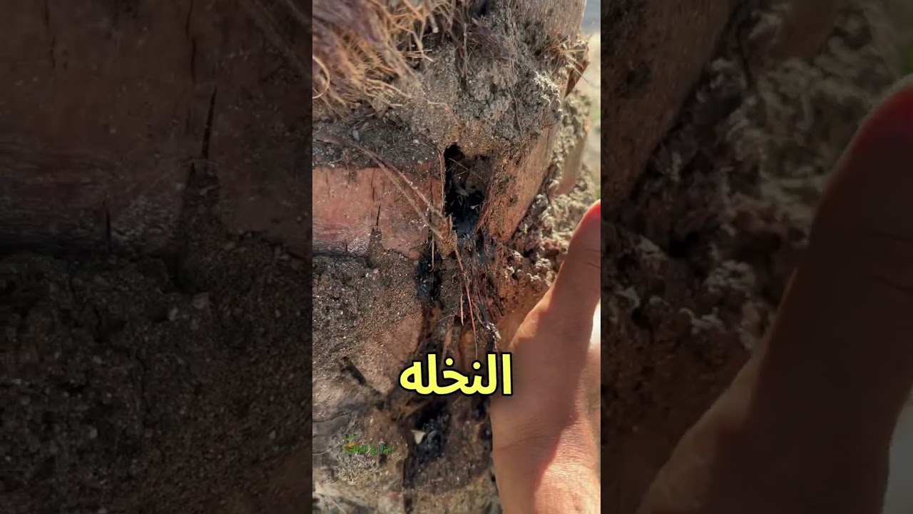 سوسة النخيل الحمراء