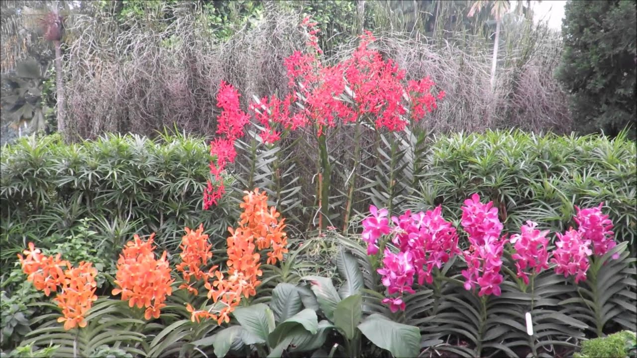 Inside the National orchid garden, Singapore