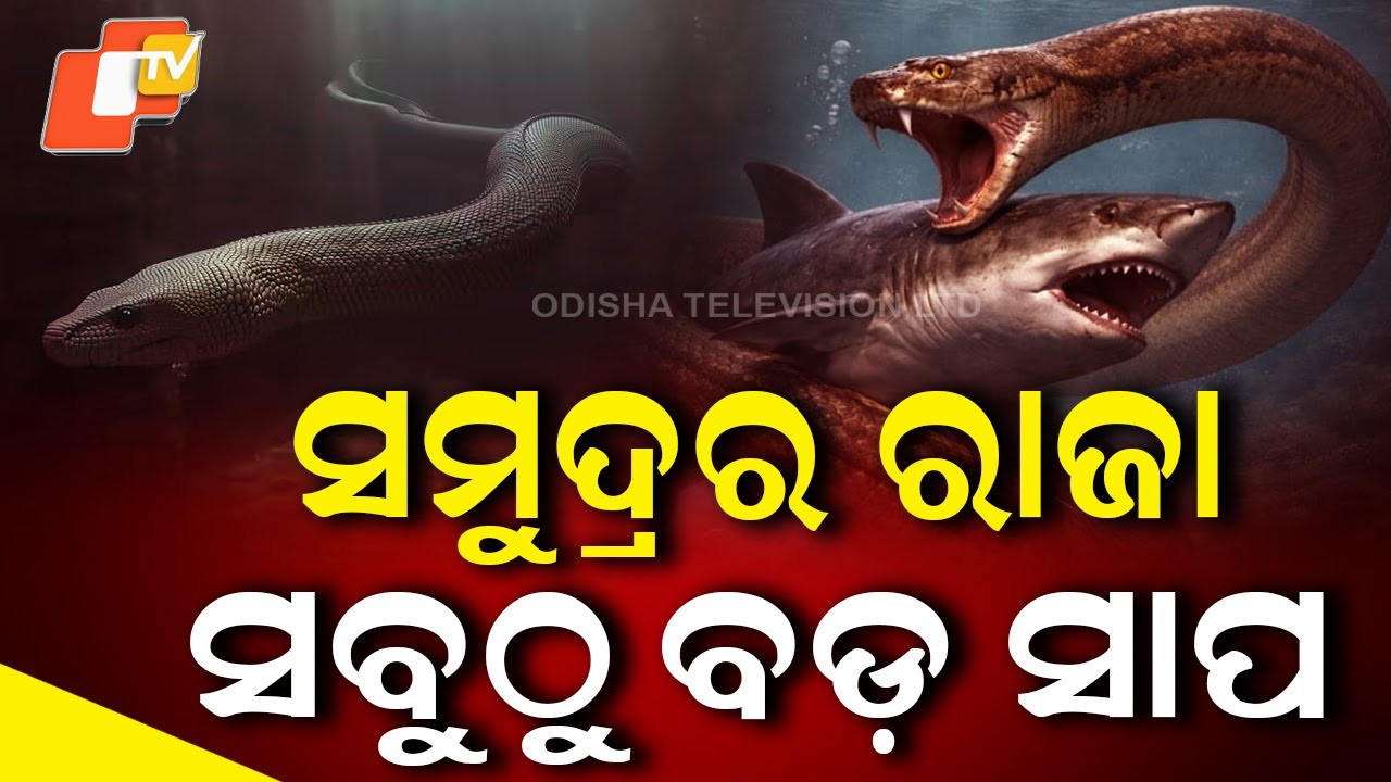 World’s Largest Sea Snake – Palaeophis colossaeus | Ancient Ocean Monster