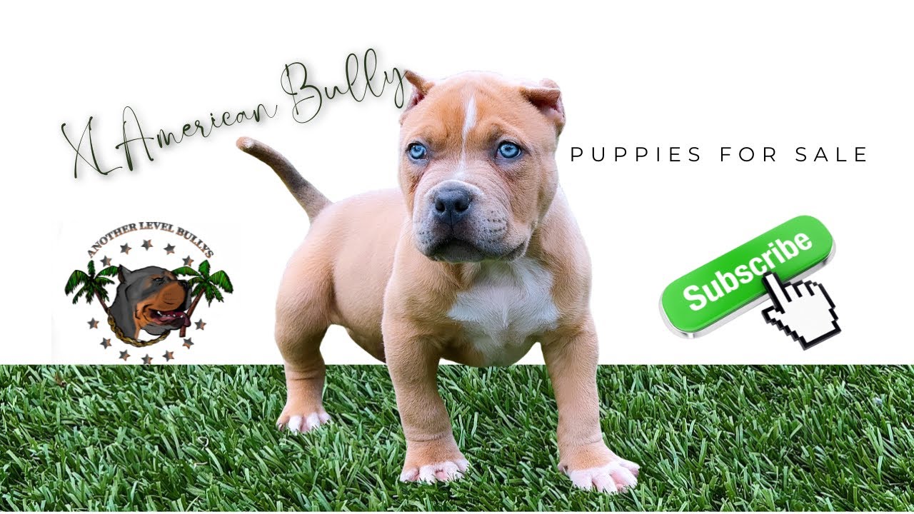 XL American Bully Puppies For Sale