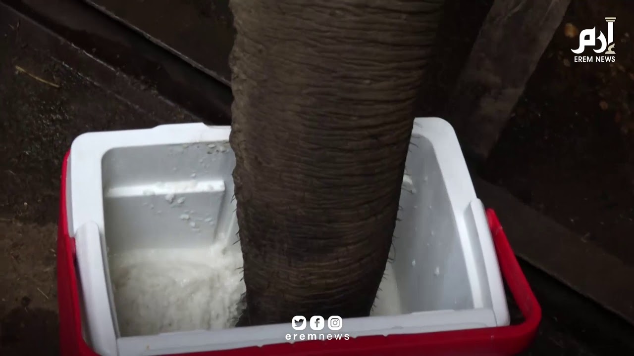 آخر ظهور للفيلة 