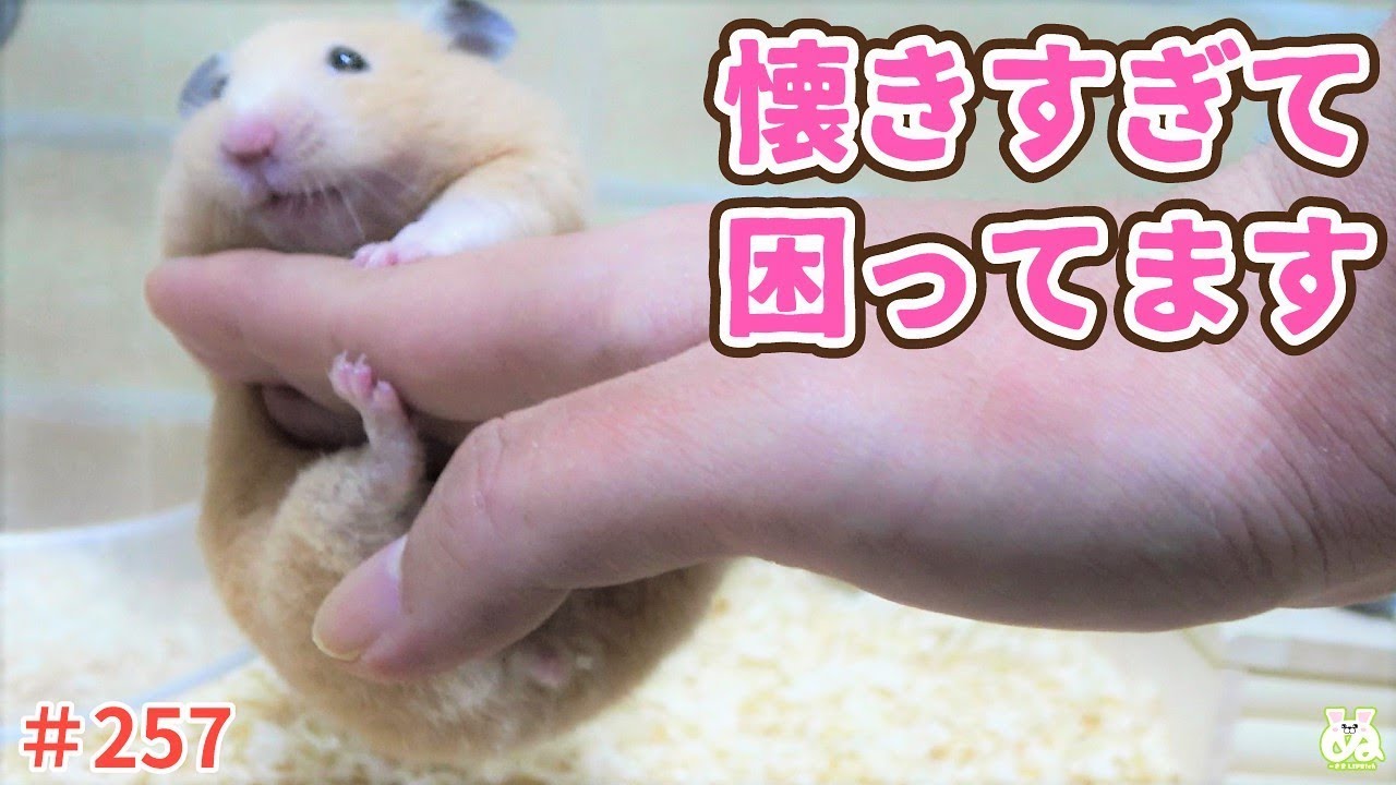 痛すぎる！飼い主の手を引っかきまくるハムスター！(泣)