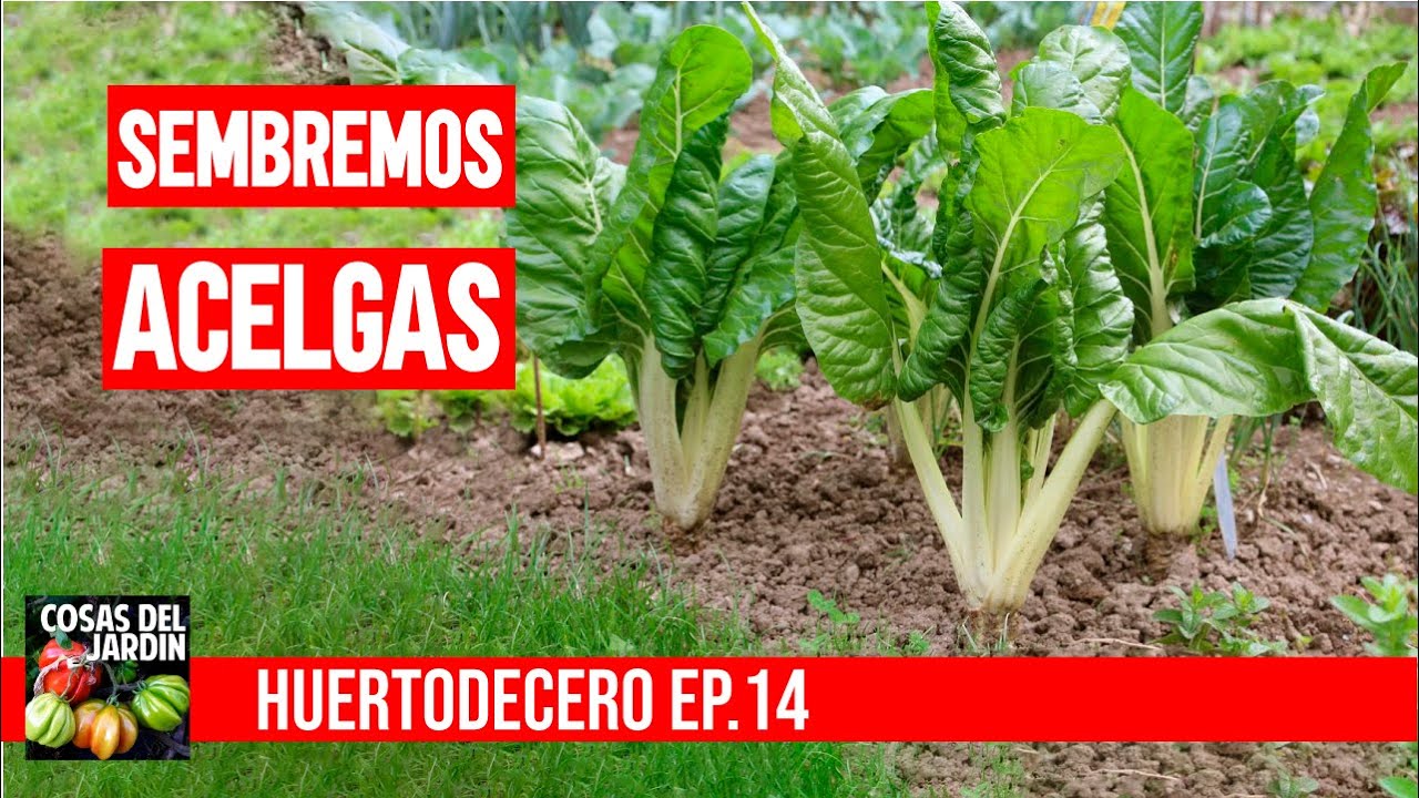 Cuándo plantar acelga? Aniquilé los pulgones - #huertodecero Ep 14
