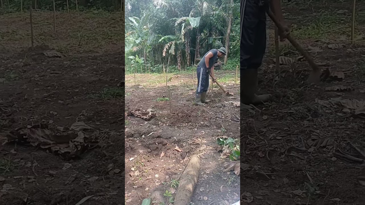 Oct 6 Visiting the farm after thypoon #forest
