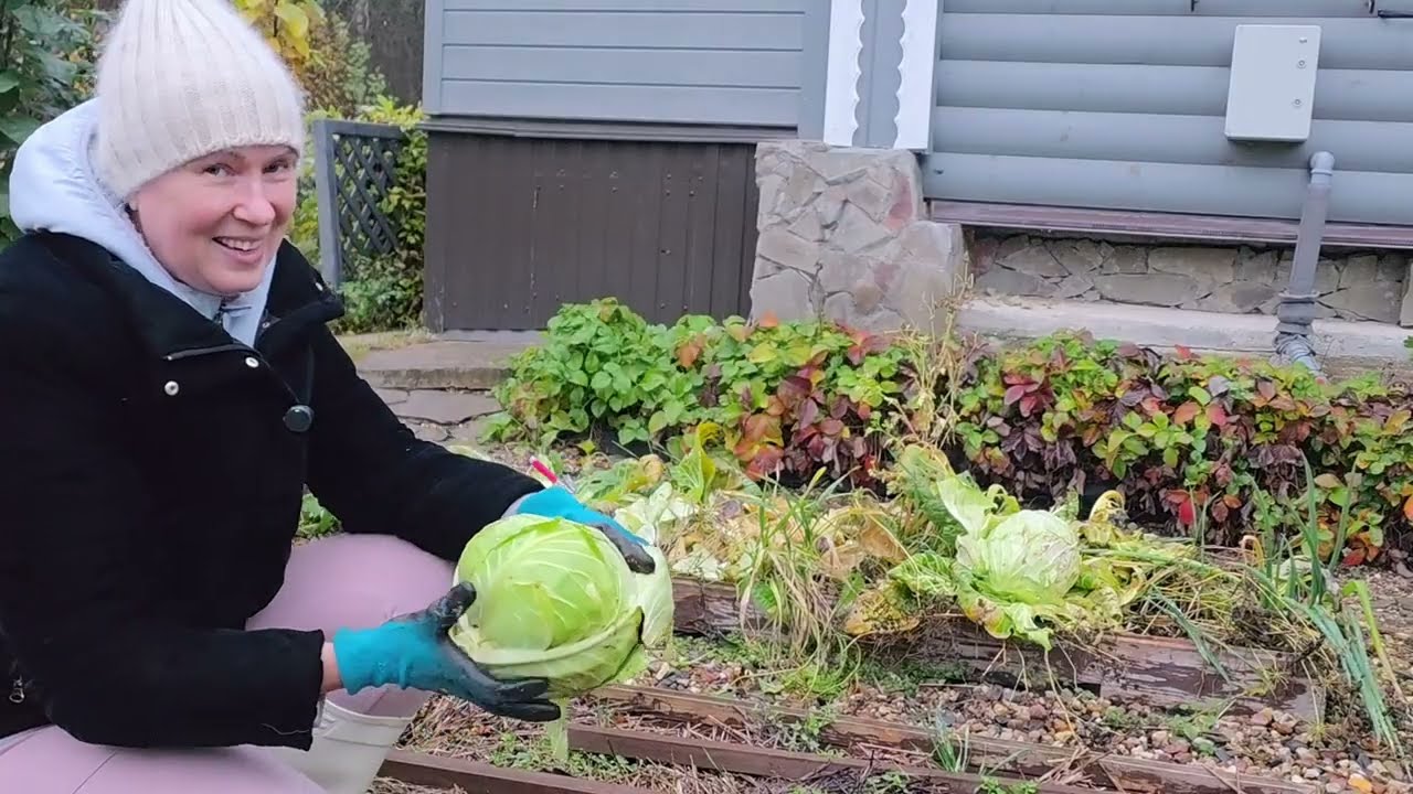 22 октября | ВСЕГО ПЯТЬ СОТОК, А ЕСТЬ ЧЕМ ЗАНЯТЬСЯ УБИРАЮ ТЕПЛИЦУ и Общаюсь с Вами