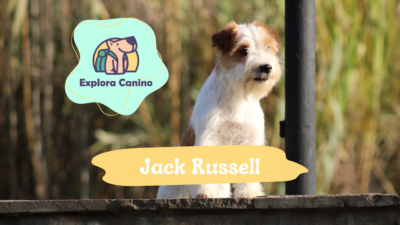 Descubre al Increíble Jack Russell: Entrevista con Christian Caisan de Casa Magna