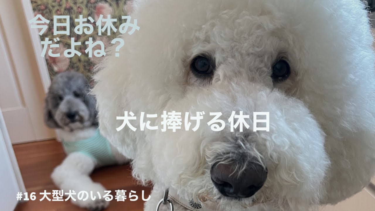【スタンダードプードル】#16大型犬のいる暮らし#犬に捧げる休日#ねこ 🐩🐩🐩💨🙀💨🤡