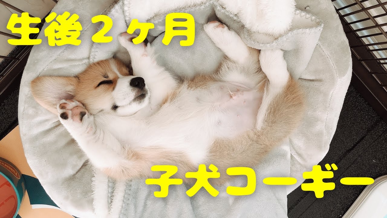 コーギーの子犬が我が家にやってきた！