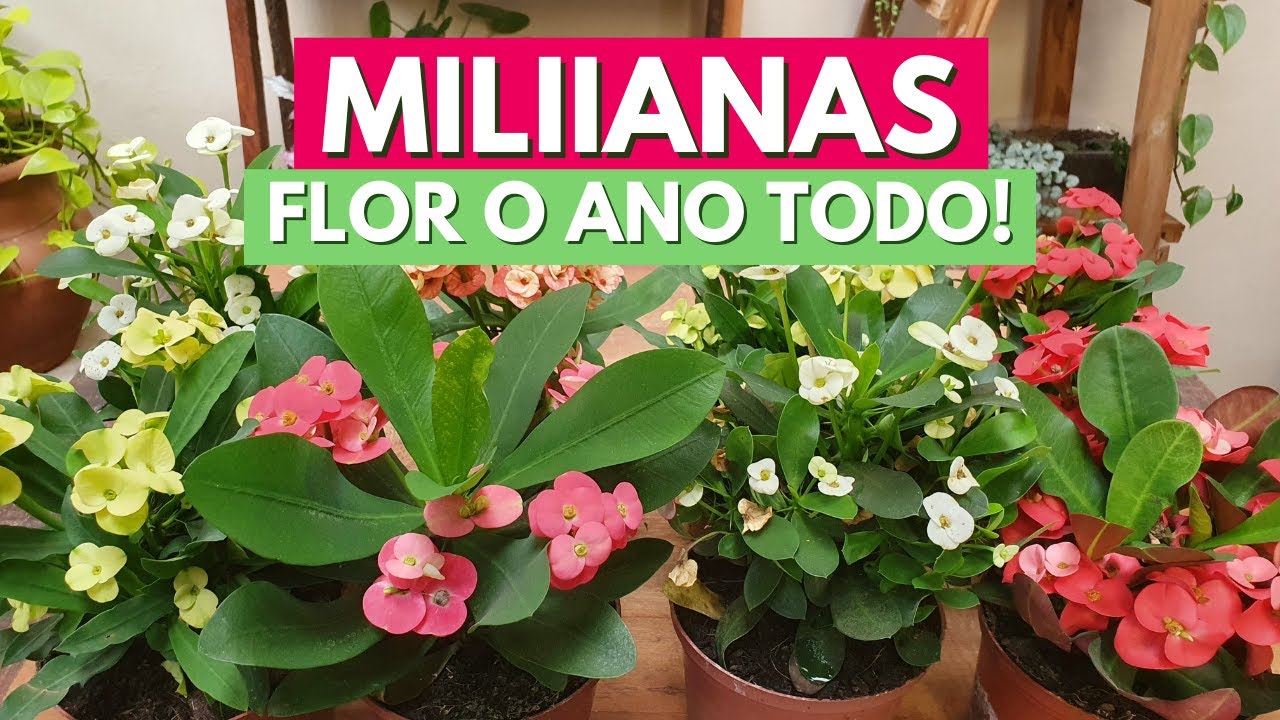 FLOR O ANO TODO! COMO CUIDAR DA SUCULENTA EUPHORBIA MILIIANA! DICAS DE CULTIVO! CANAL MEU QUINTAL