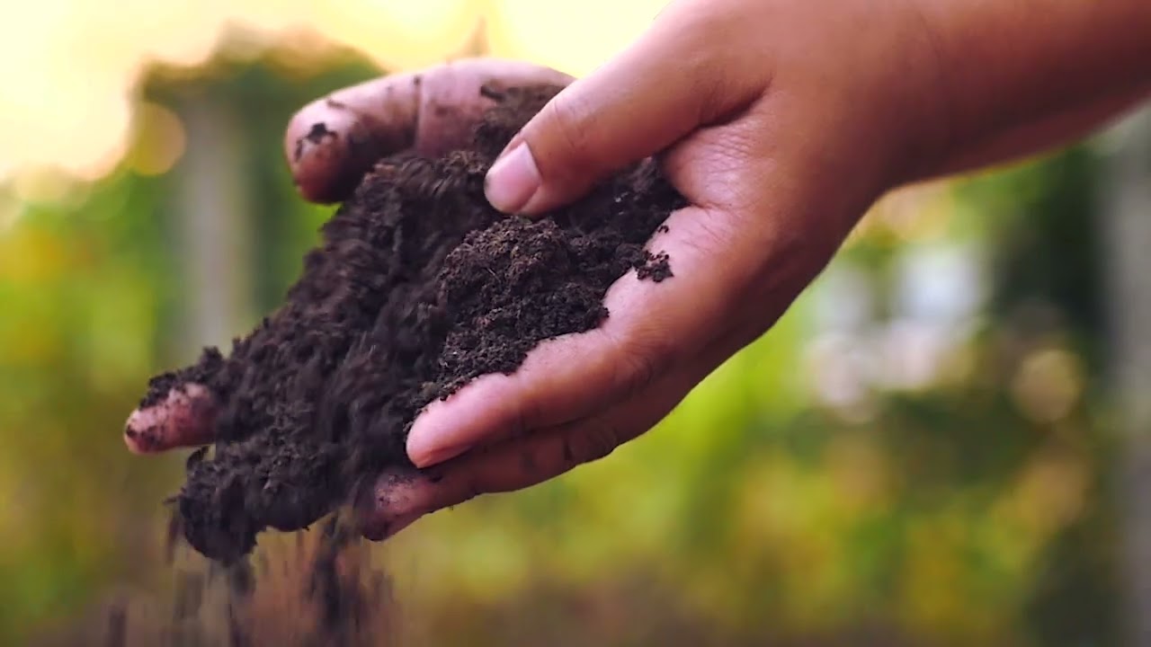 Pourquoi l'agriculture de conservation stocke plus de carbone &agrave; l'hectare ?