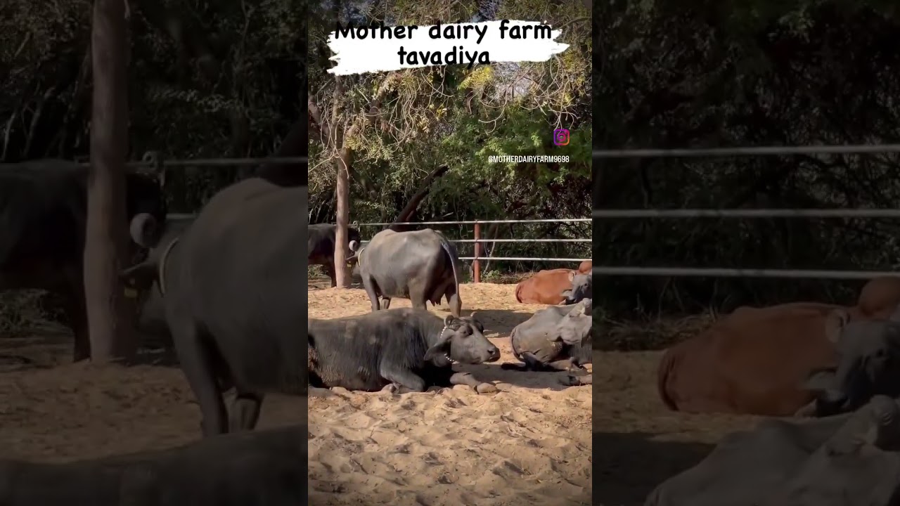 Mother dairy farm tavadiya mahesana Banni buffalo #farm #banni #buffalo #viral #trending #shorts