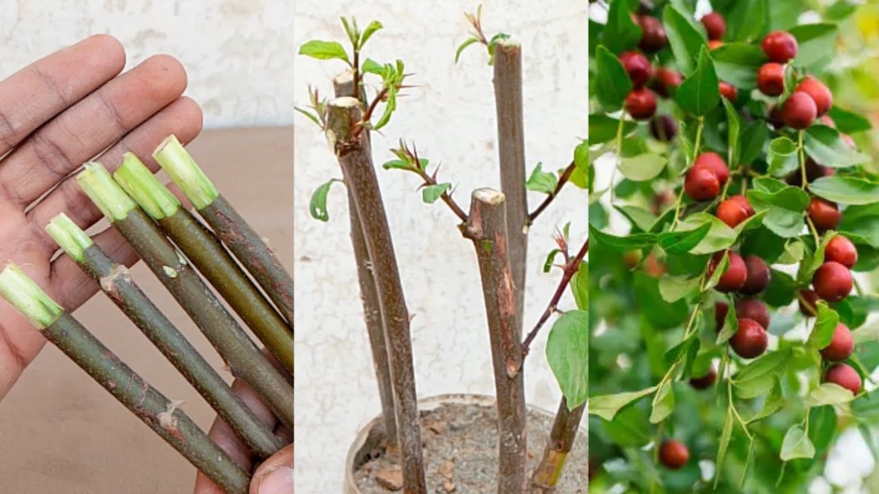 How to grow jujube plant by cutting at home|propagation of jujube plant