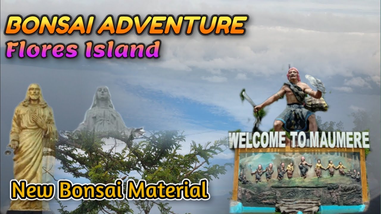 Bonsai Adventure Flores Island - See The World Of Bonsai 