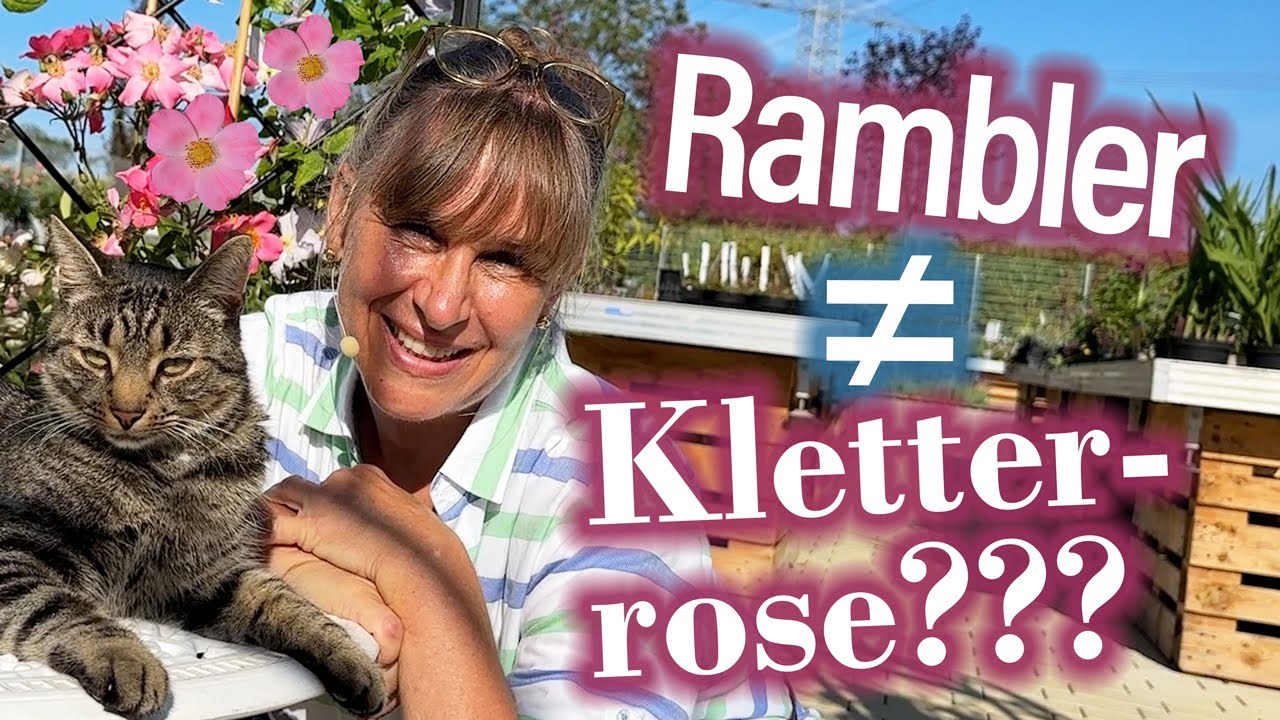 Für RamblerROSEN Fans: So verschönerst Du Deinen Gartenzaun total attraktiv ##🌸🌹##