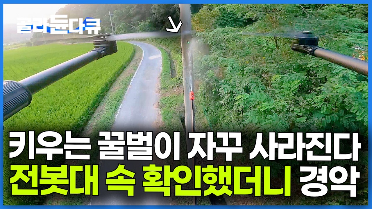 전봇대 속 바글바글한 말벌. 참다 못해 비비탄 총으로 300발 쐈더니 초토화된 말벌집｜극한직업｜#골라듄다큐
