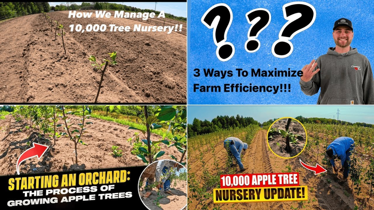 Root Stock To Apple Trees: 2024 Growing Season In One Video!!!