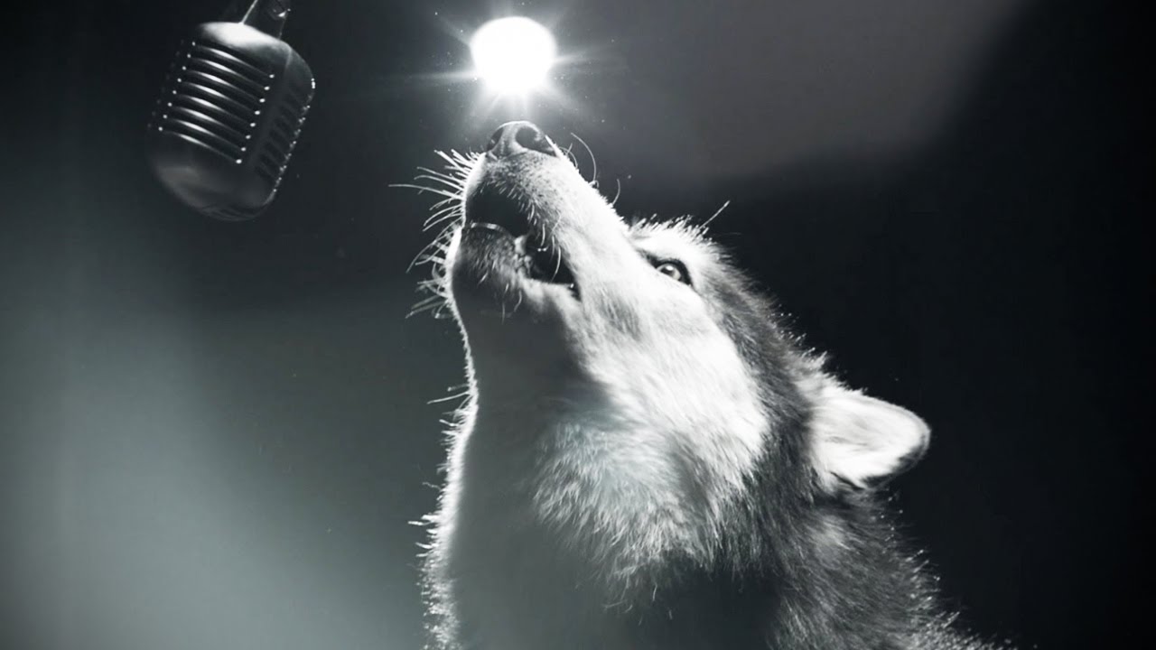 Dogs Singing ★ BEST Singing Dog VIDEOS [Funny Pets]