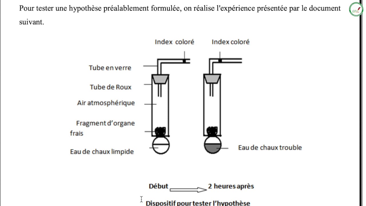 Exercices - Troisième - SVT : Démonstration de variations de quantités de substances dans le muscle