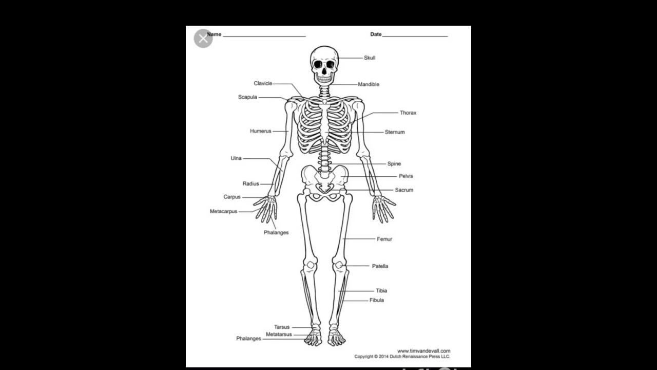 BIOLOGY - Skeletal System Part 1