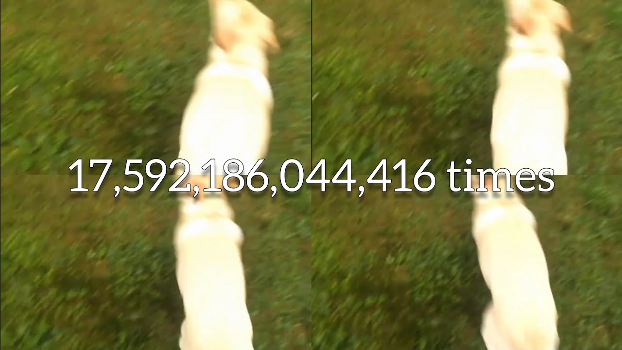 Dog Doing The Zoomies 17,592,186,044,416 times