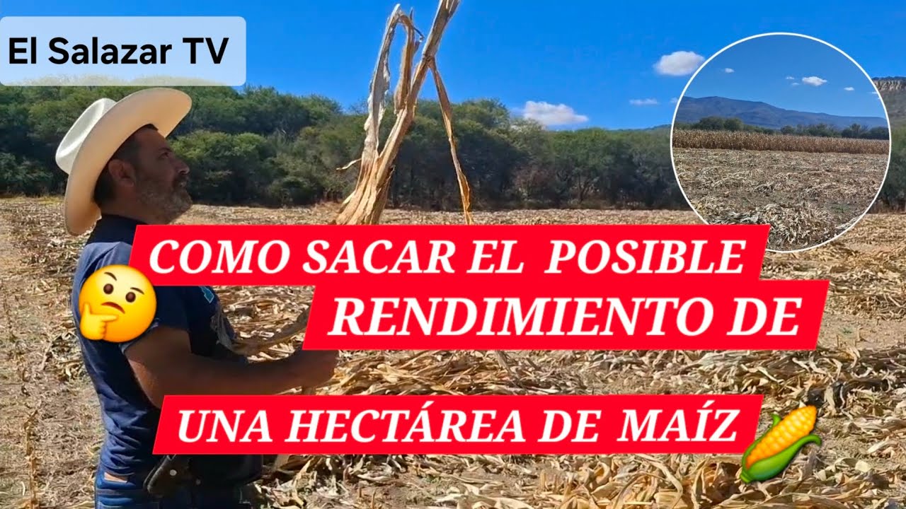 COMO SACAR el POSIBLE RENDIMIENTO 🤔 de FORMA FÁCIL Y SENCILLA de UNA HECTÁREA DE MAÍZ 🌽 