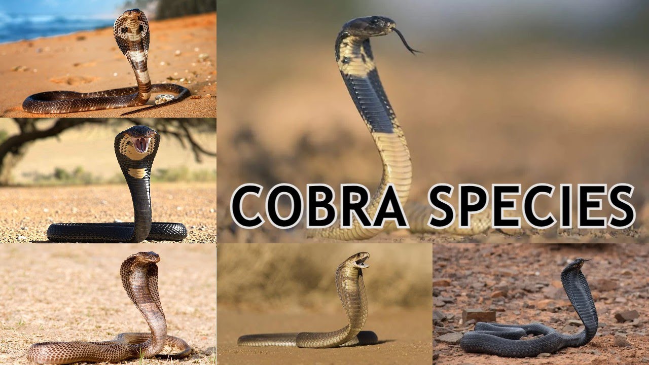 Cobra species - all cobra species - cobra types