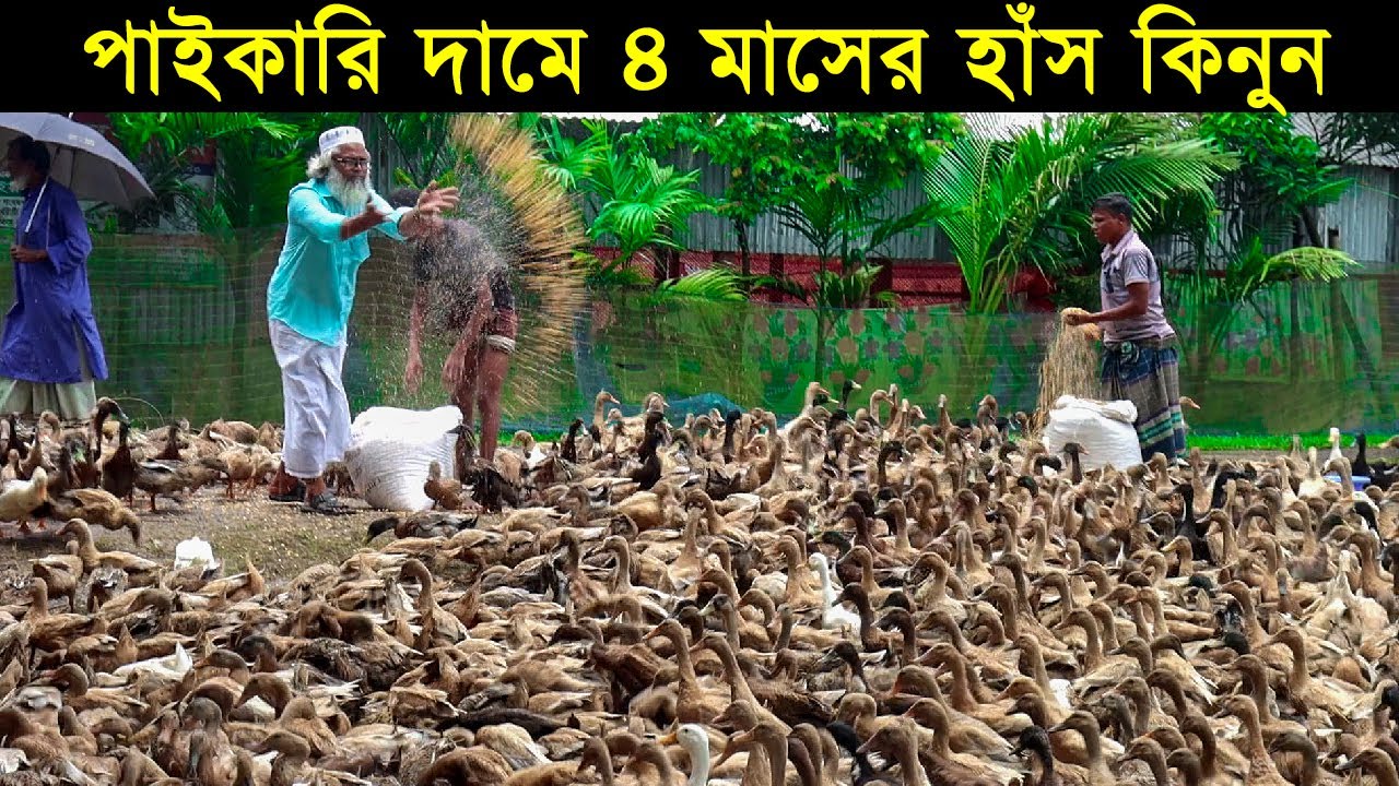 হাঁসের খামারে প্রতারণা করা হয় যে ভাবে! পাইকারি দামে ৪ মাসের হাঁস কিনুন।Duck Farming