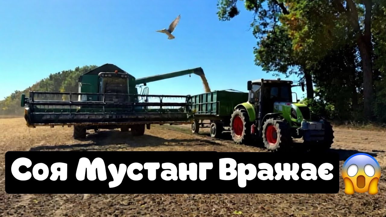 Другий рік вона нас підійма з колін💪Соя мустанг сипе👍ПРЯМІ ПОСІВИ-це майбутнє☝️