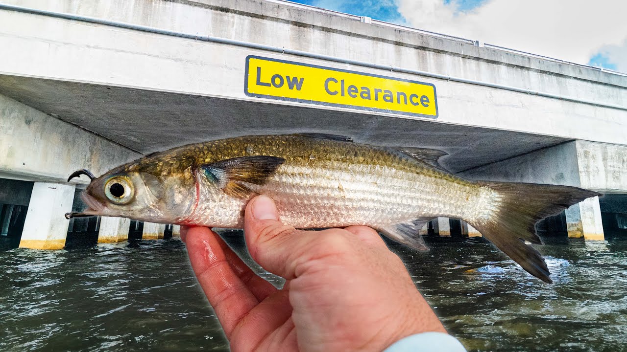 Combat Bridge Fishing For BIG Freshwater Snook!