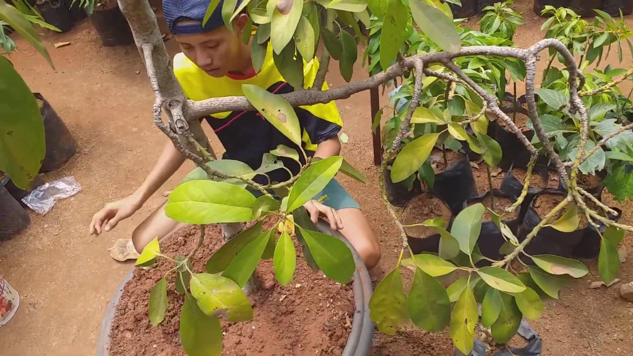Cara mengatasi alpukat daun kuning tidak kunjung  keluar tunas