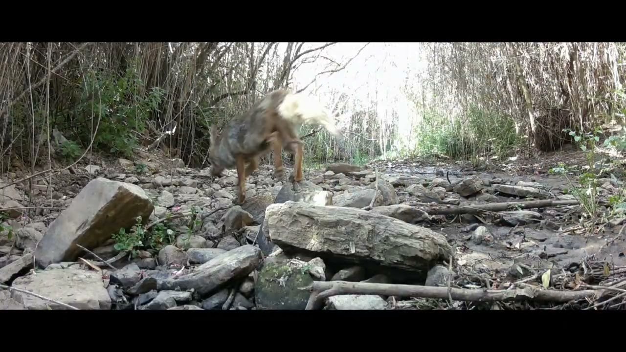 Fototrampeo primavera verano 2024