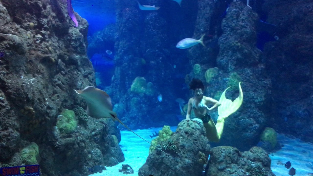 The Mermaid Show at The Denver Aquarium