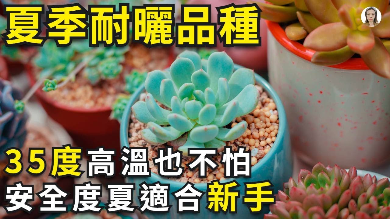 多肉新手必看|夏天耐晒的多肉品种，夏天照样疯长不停，安全度夏可以露养，赶紧收藏转发|花花世界