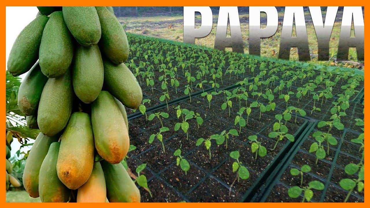 Así se hace el semillero para el cultivo de PAPAYA