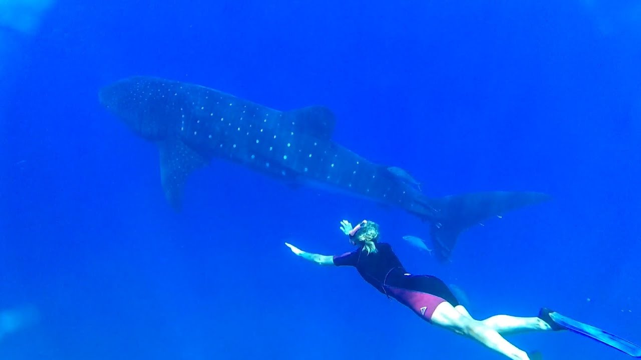 A Whale |Science Channel Bro