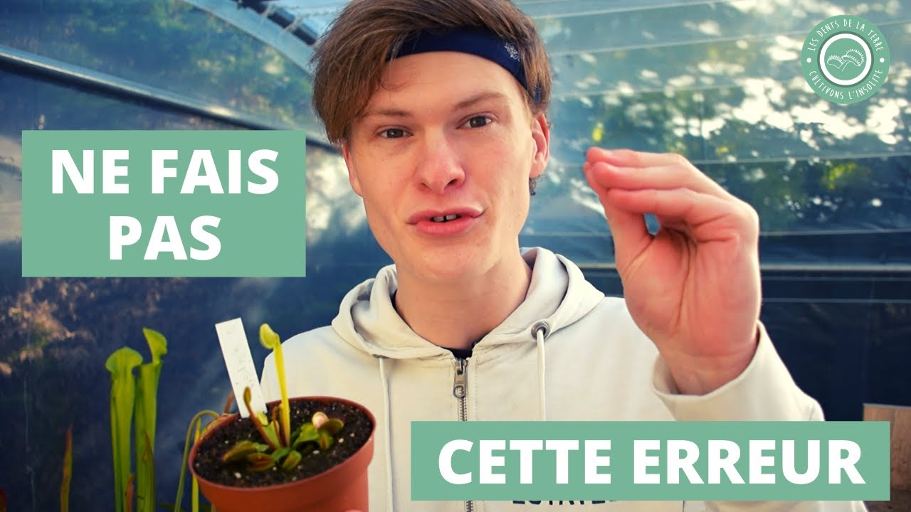 Dion&eacute;e attrape-mouche : LA solution pour sauver ta Plante Carnivore