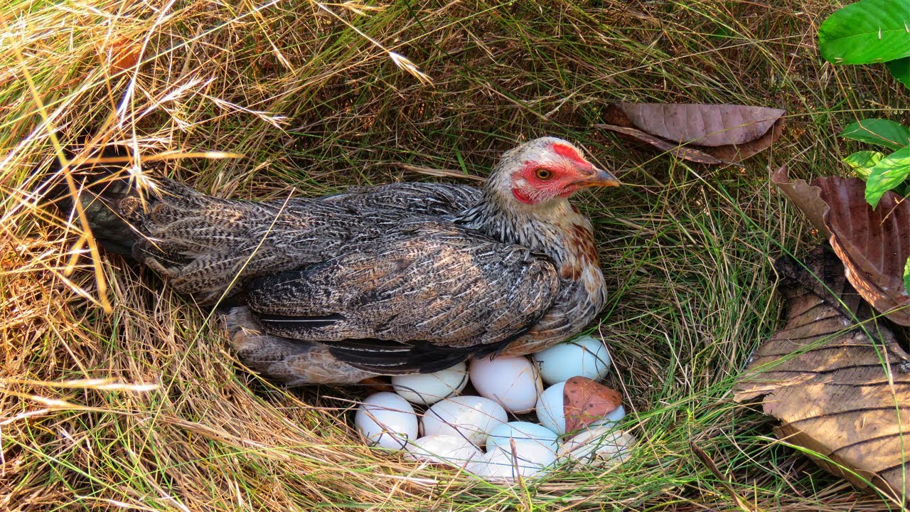 Easy Wild Chicken Trap Using Eggs and Wild Chicken Nest That Work 100%
