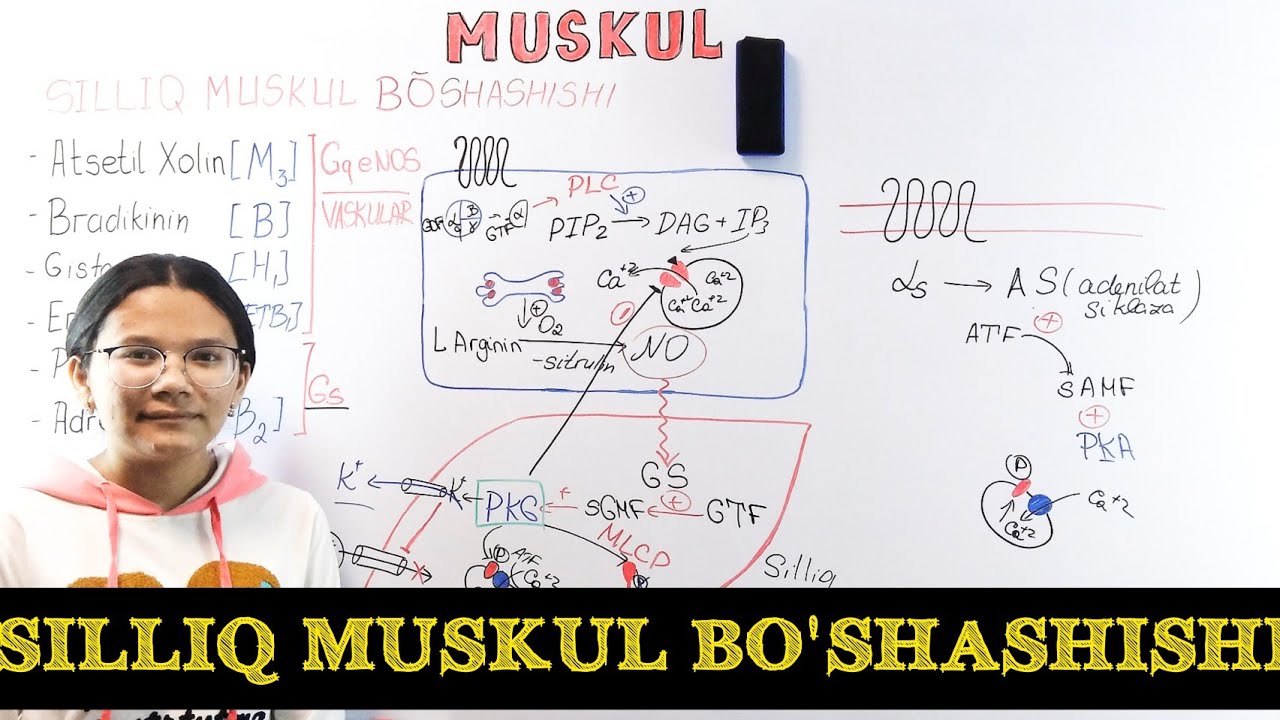 Muskul fiziologiyasi. Silliq muskul bo'shashish jarayoni